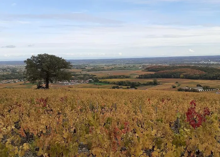 Le Chene Du Py * Villié-Morgon