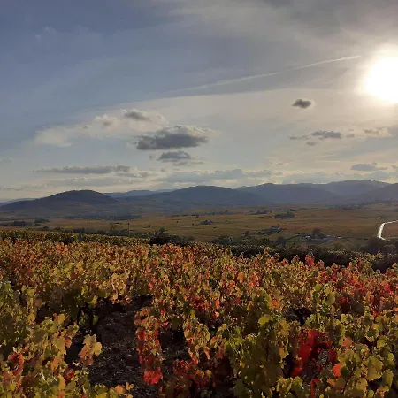 Le Chene Du Py * Villié-Morgon