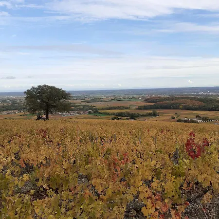 Le Chene Du Py * Villié-Morgon