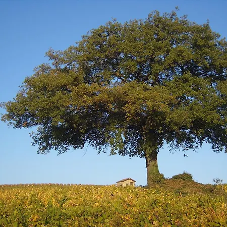 Le Chene Du Py Villie-Morgon